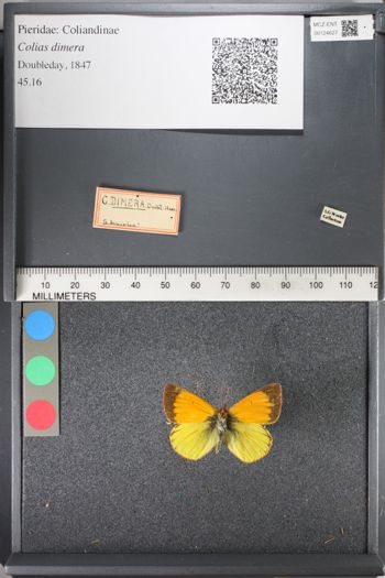 Media type: image;   Entomology 124627